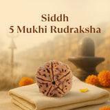 Kashi Siddh Nepal Origin 5 Mukhi Rudraksha