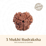 3 Mukhi Rudraksha