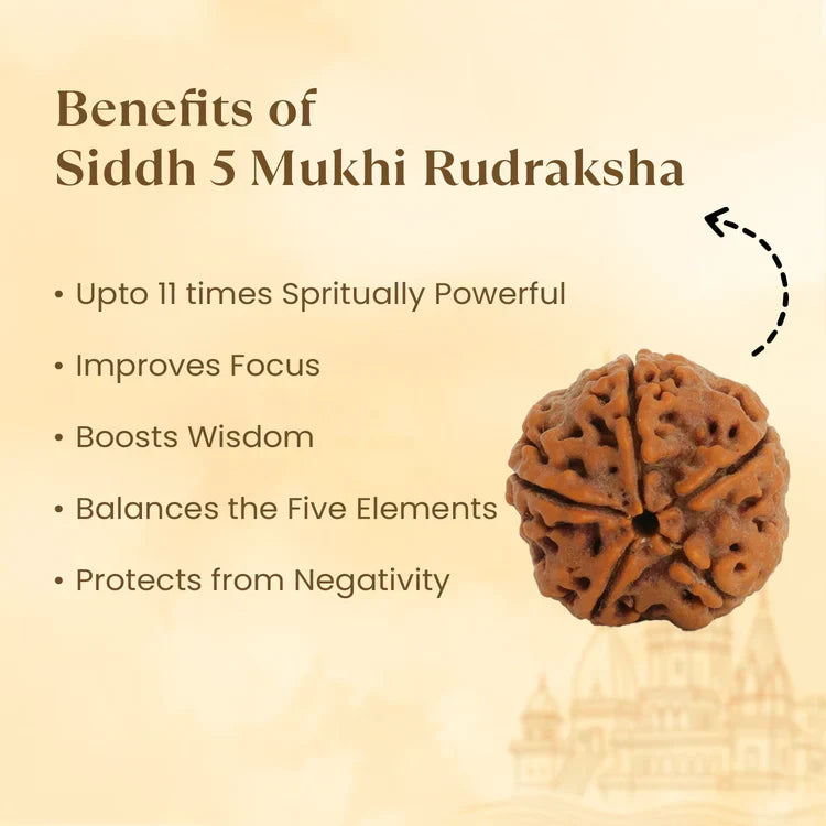 Kashi Siddh Nepal Origin 5 Mukhi Rudraksha - Image 2
