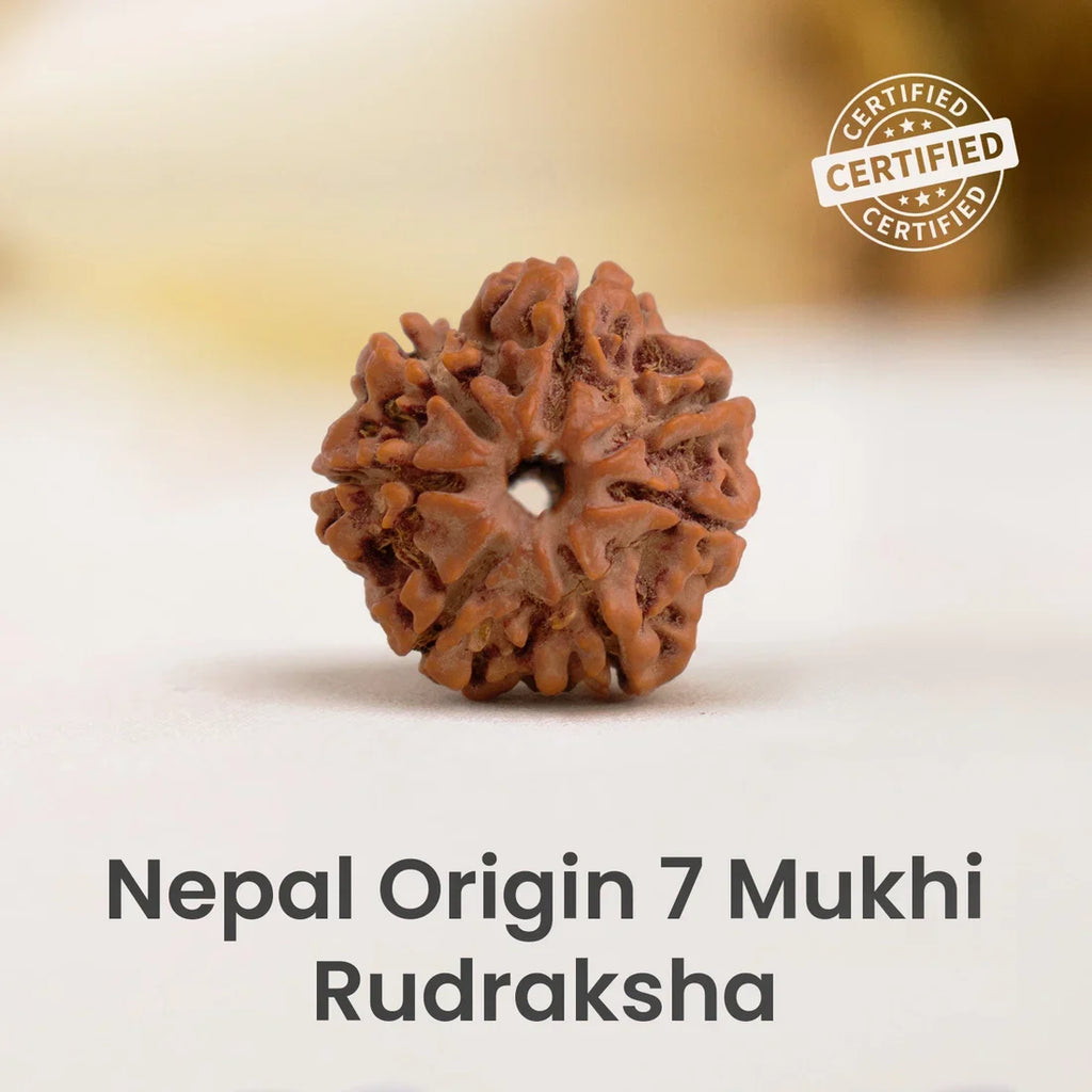 Nepal Origin 7 Mukhi Rudraksha  - Image 1