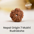 Nepal Origin 7 Mukhi Rudraksha  - Image 1