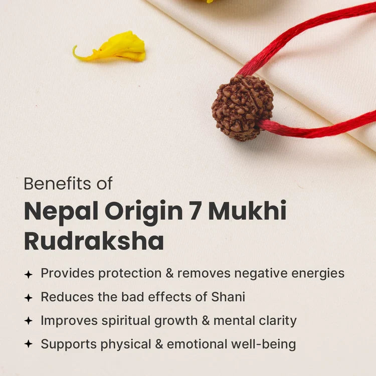Nepal Origin 7 Mukhi Rudraksha  - Image 2