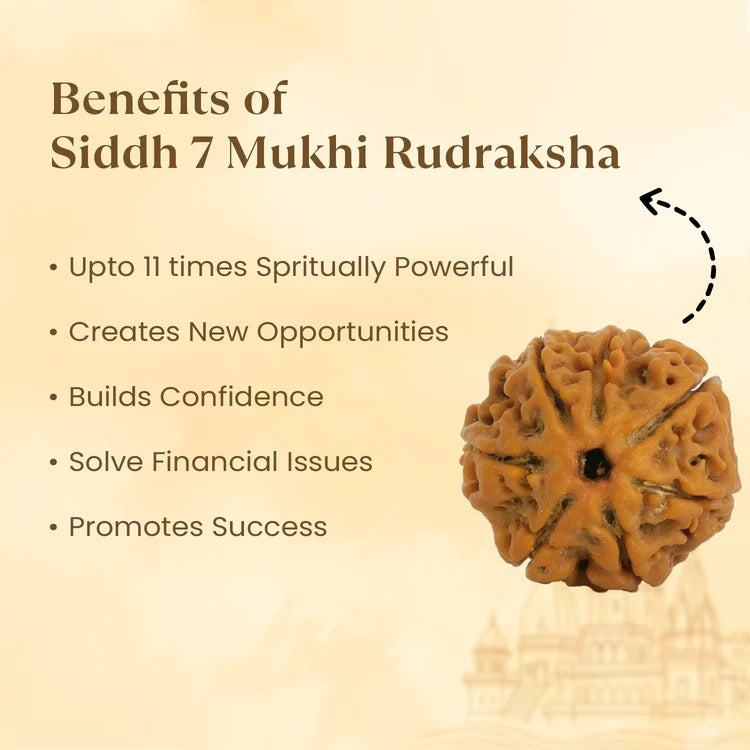 Kashi Siddh Nepal Origin 7 Mukhi Rudraksha - Image 2