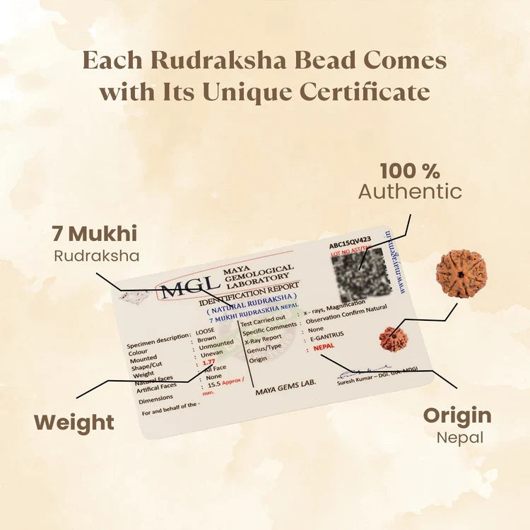 Kashi Siddh Nepal Origin 7 Mukhi Rudraksha - Image 4
