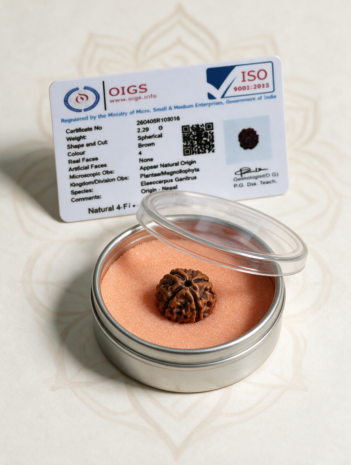 4 Mukhi Rudraksha
