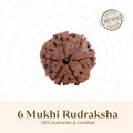 6 Mukhi Rudraksha