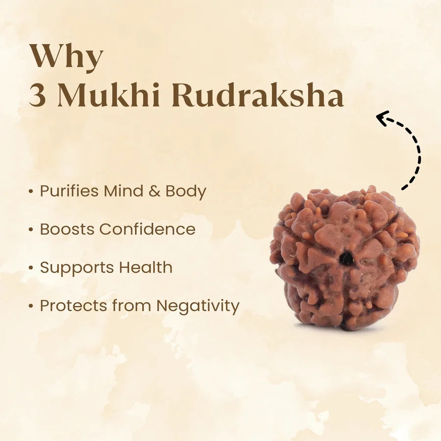 3 Mukhi Rudraksha