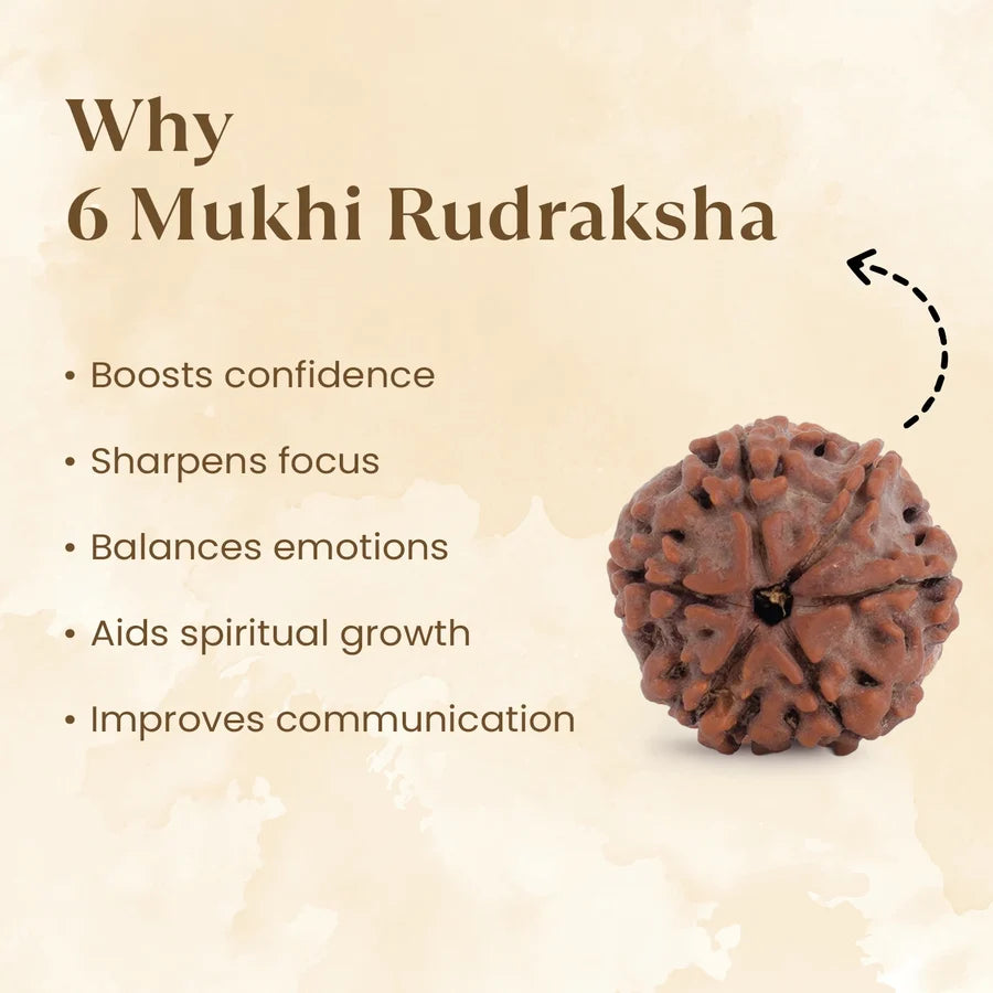 6 Mukhi Rudraksha