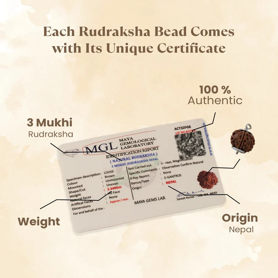 3 Mukhi Rudraksha