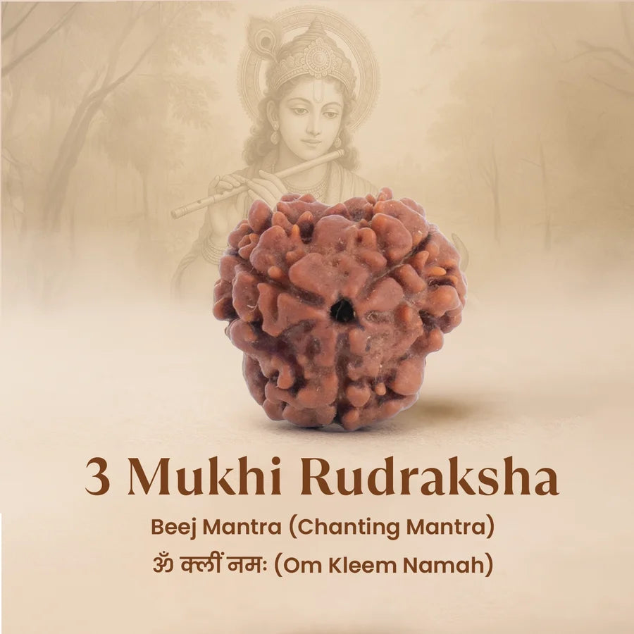 3 Mukhi Rudraksha
