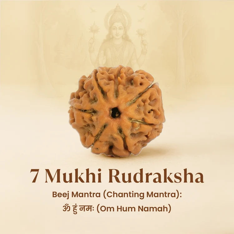 7 Mukhi Rudraksha