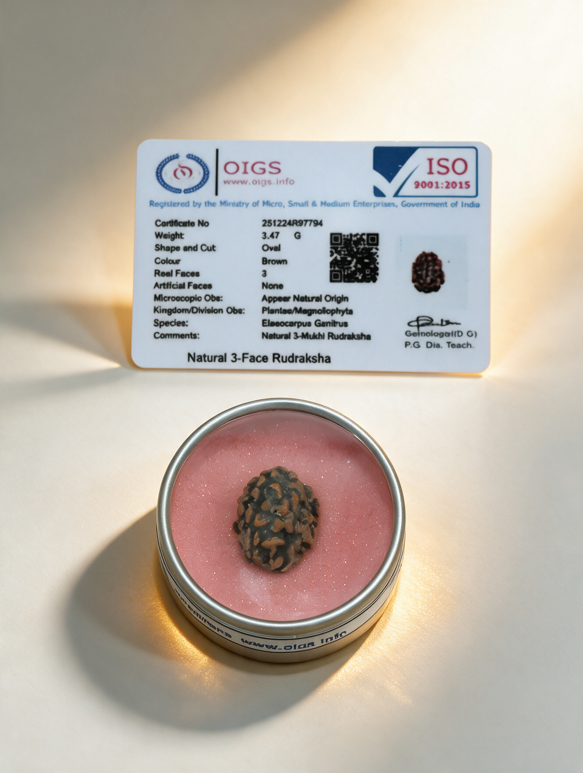 2 Mukhi Rudraksha