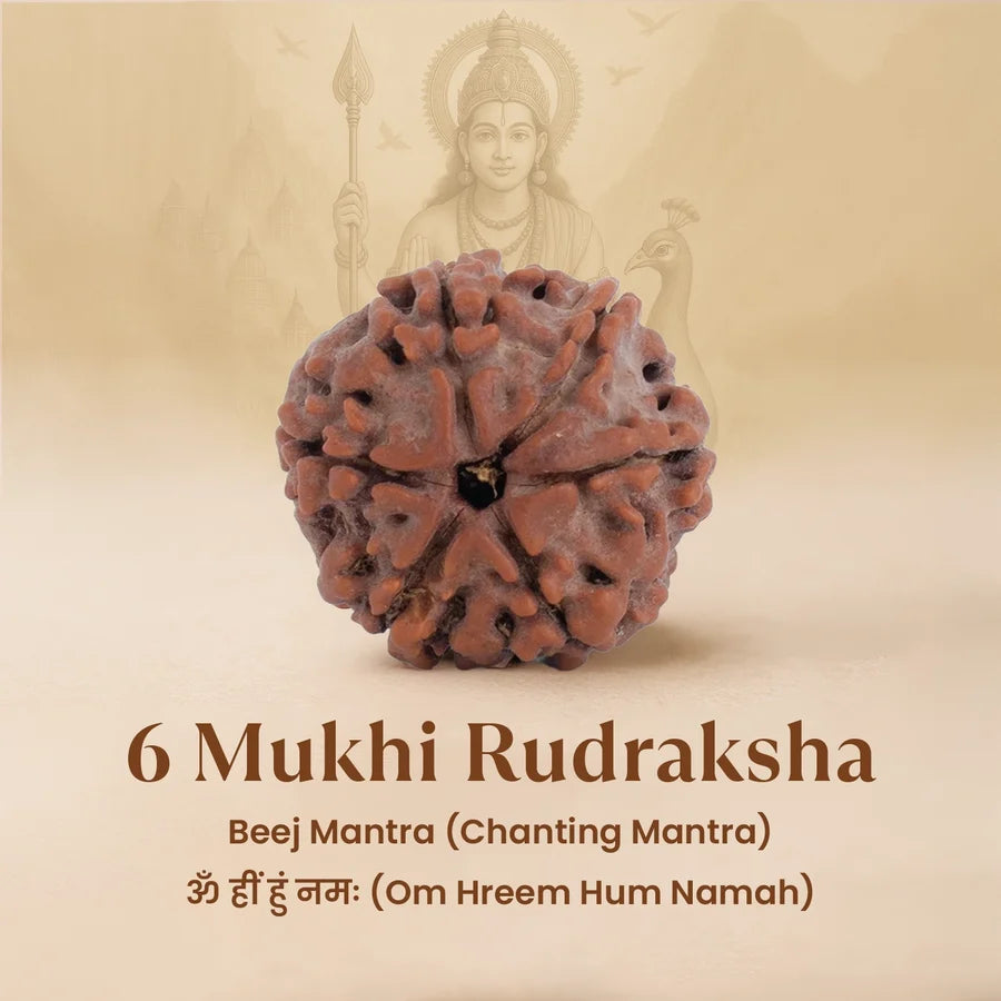 6 Mukhi Rudraksha