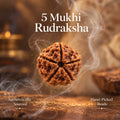 5 Mukhi Rudraksha