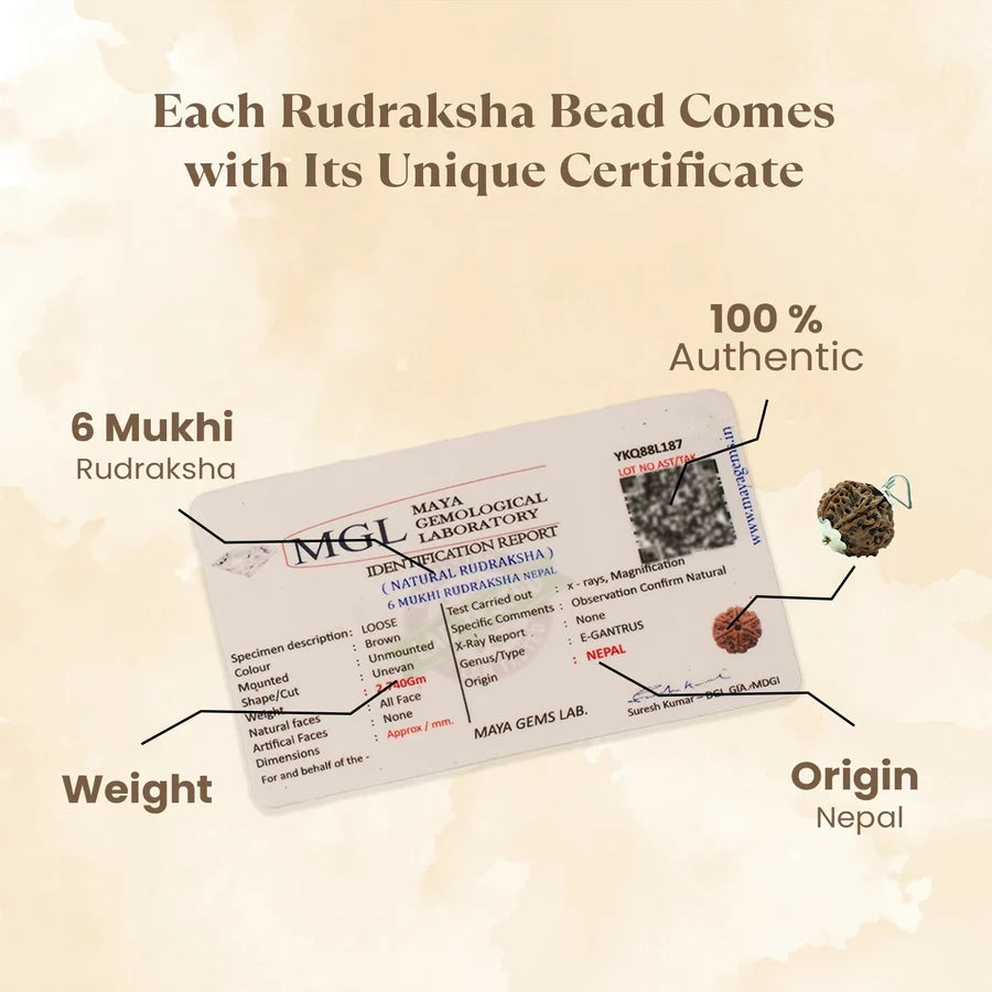 6 Mukhi Rudraksha